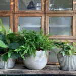 Fragrant Potted Plants For Balcony