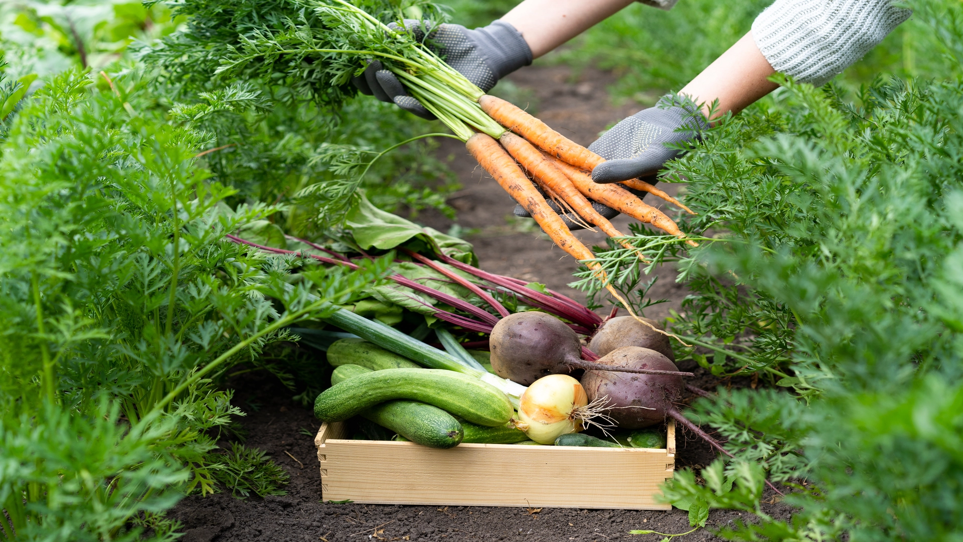 Benefits of Indoor vegetable gardening
