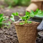 Grows your own vegetables in home just by following some basic tips