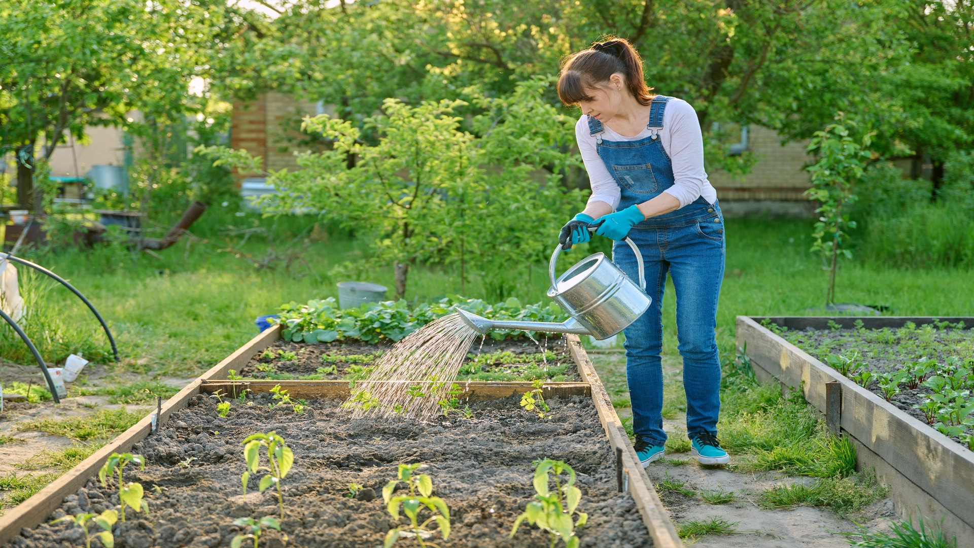 Girl in the garden watering her vegetables