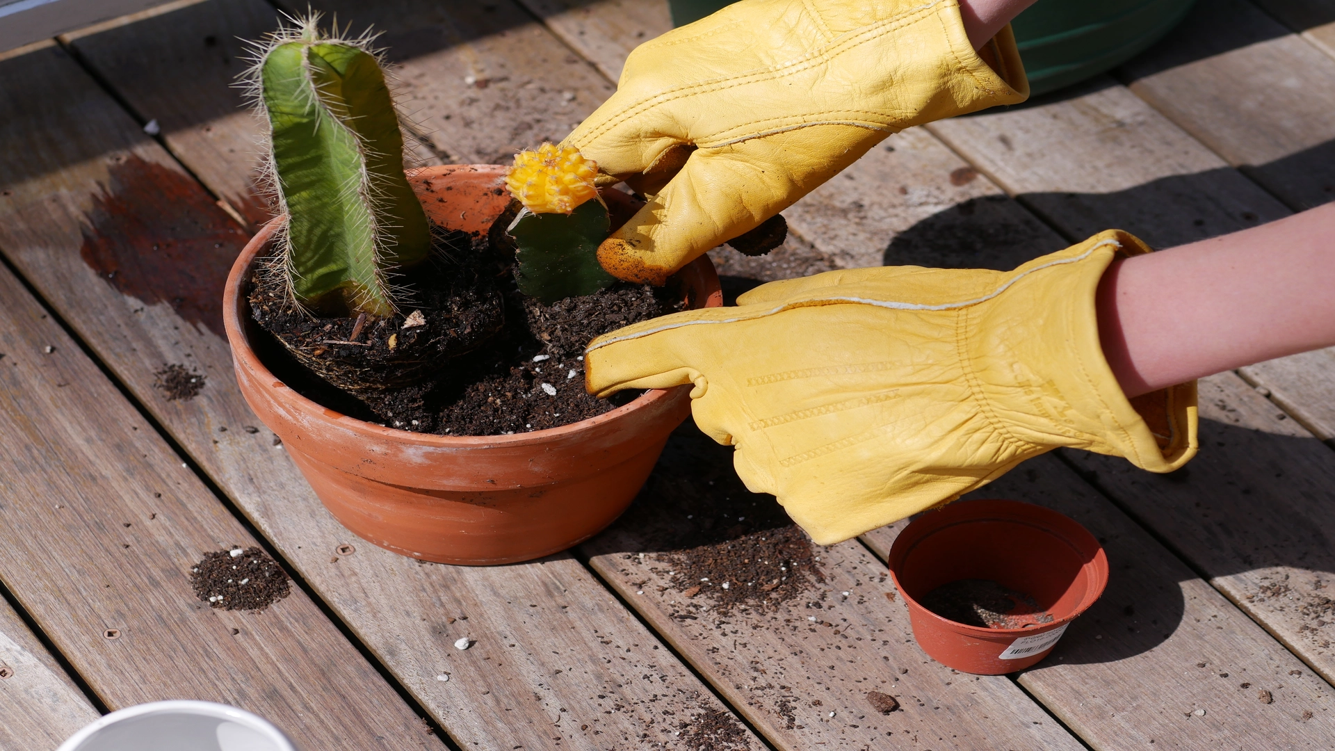 use cactus in your small backyard