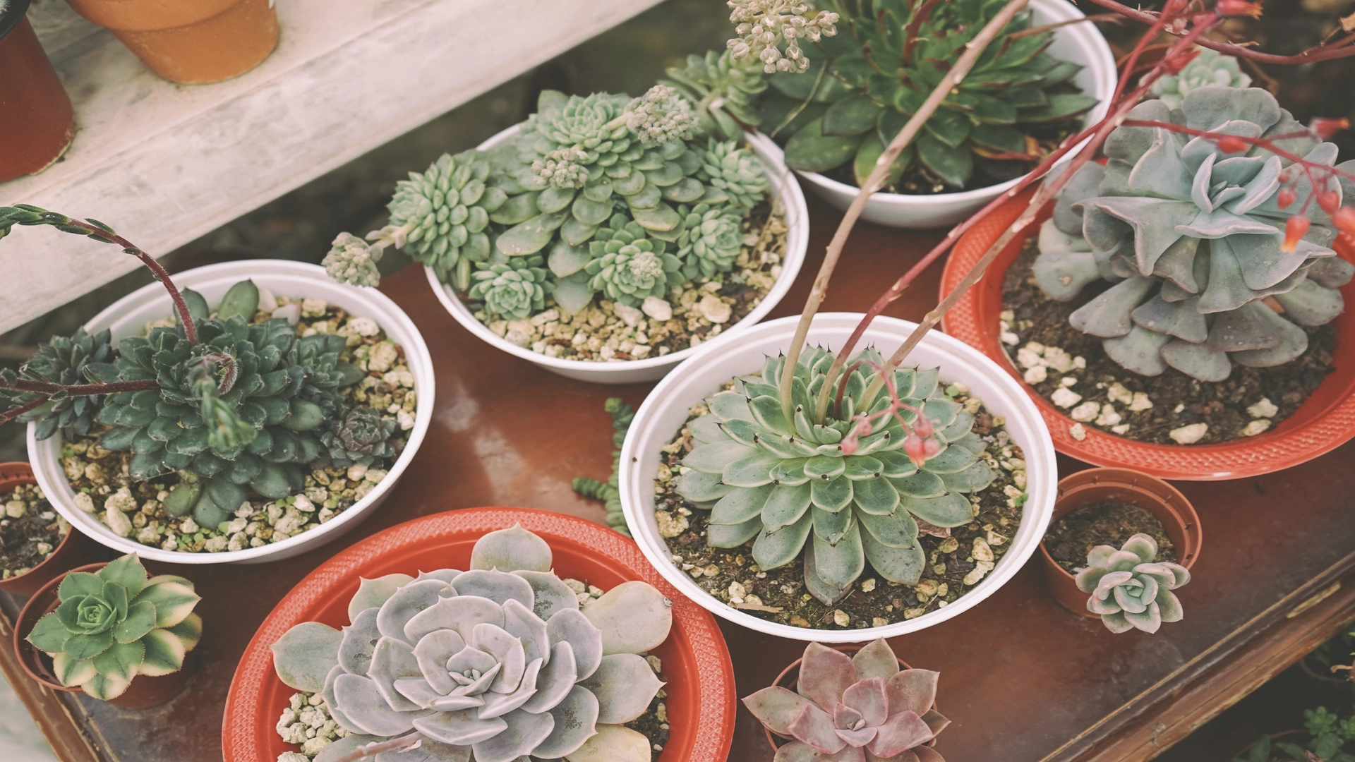 Use Succulents in your small backyard